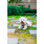 BBR-DL-ACTIVE-GREY-REG-1,5M